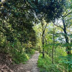 Lots of shade in the forest today which was helpful.