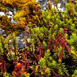 Mega Vegetation am Wegesrand