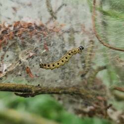 They spin protective webs when they hatch and eat the Willow leaves within.