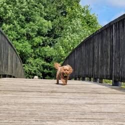 Finally off the lead, crossing a marina bridge on a longer walk