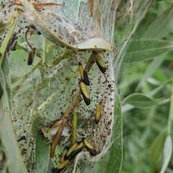 They usually find somewhere new to pupate but these seem to have done so within the nest.