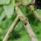 Willow Ermine Moth Caterpillar