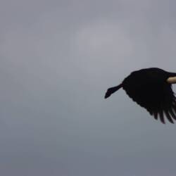 Tucan