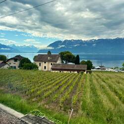 Vineyards, between Lausanne and Montreux