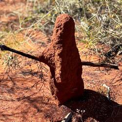 Theses termite mound cities across the landscape check this one out. WTF