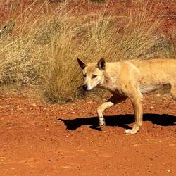 I love the dingoes.