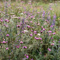 Lots of thistle all along the Camino. I love thistle!!!
