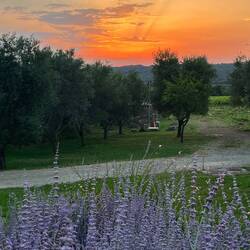 Sunset with lavendar