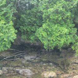 An example of the shoreline of Peter Island. The winter storms have carved interesting noches.