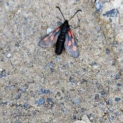 Sechsfleckwidderchen