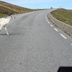 Endlich wieder Rentiere 🤣🤩