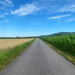 Mais-und Getreidefelder