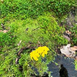 @Shroom- was ist das?
