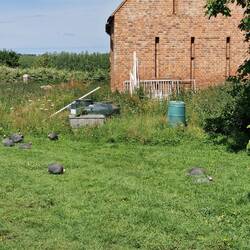 The footpath led through a smallholding with Guinea Fowl running free