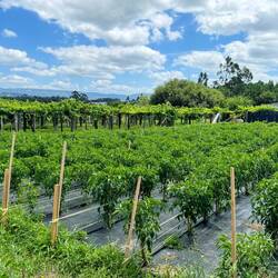 Wine vines at every turn and now seeing padron peppers growing