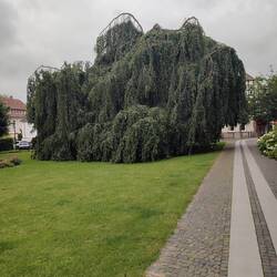 Dieser Baum steht an der Kirche in Bad Laer und ist ein "Haus" siehe Video 🤩