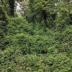 Im dichten Dickicht....