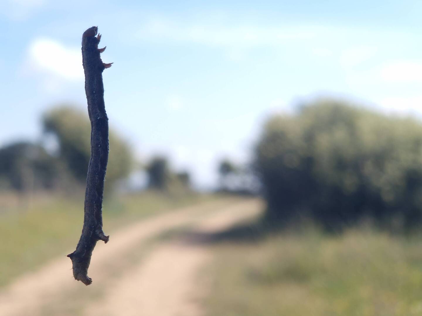 Fast wie im Schlaraffenland, nur sinds keine Hähnchen, die durch die Lüfte fliegen.