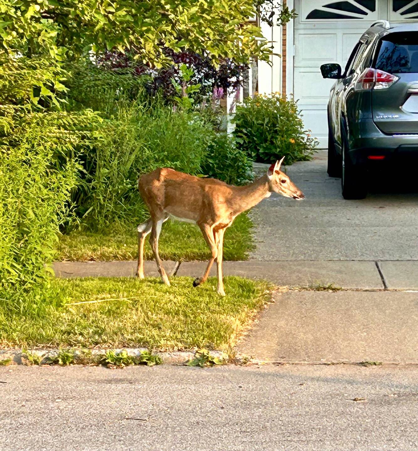 a deer seen walking in the city