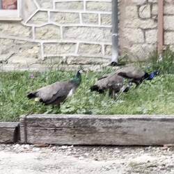 Just some peacocks hangin' in town.