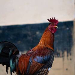 Mehr Gallos als Einwohner