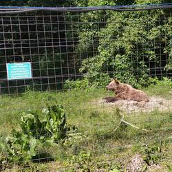 Brown bear sanctuary