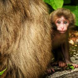 Nur gesehen, weil der höchste Pass Japans noch gesperrt ist. Trostpflaster & Reisehighlight.