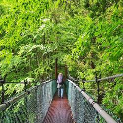 Dichter Nebelwald bis wir auf rund 2600 Metern....