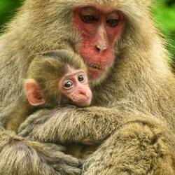 Echte Bergbewohnerin mit Nachwuchs. Makaken tummeln sich auf der Straße beim Bergab nach Matsumoto.