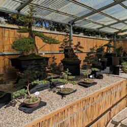 Die Bonsaiausstellung