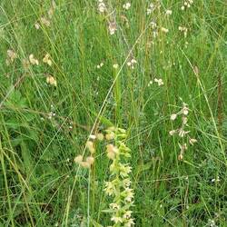 Zweiblättriges Ständelwurz