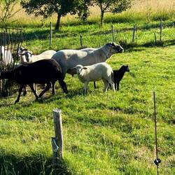 Baby sheep
