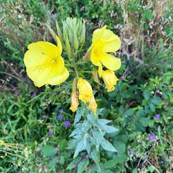 Yellow hollyhock!