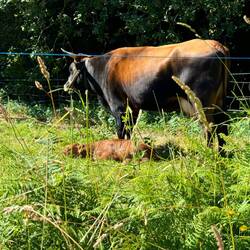 Momma and baby cow