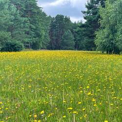 Hier gibt es noch richtige Blumenwiesen