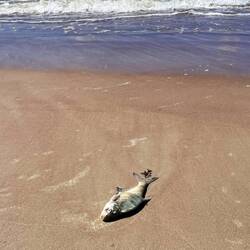 den Kabeljau am Strand gefunden, geputzt, filetiert.....
