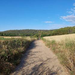 Neben Feldern und durch kleinere Waldstücke geht es nach Mañeru. Noch ist es kühl.