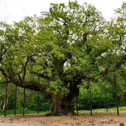Major OAK