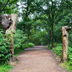 Entrata foresta di Sherwood