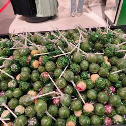 Cannibas lollipops