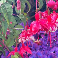 Fuschia and hydrangea