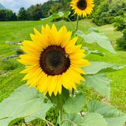 🌻🌻🌻🫶🏼🥰😍