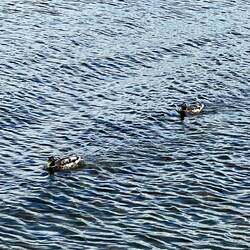 Mallard ducks on the loch.