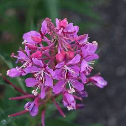 Schmalblättriges Weidenröschen (Fireweed)