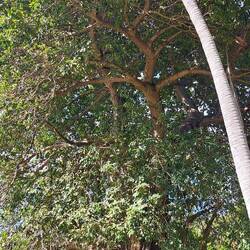 Baobab gaaanz gross - huge