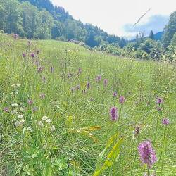 Wilde Orchideen