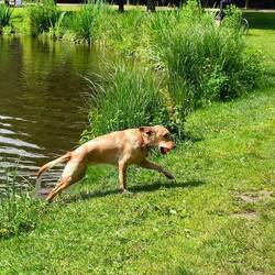 Dog played ball in the lake