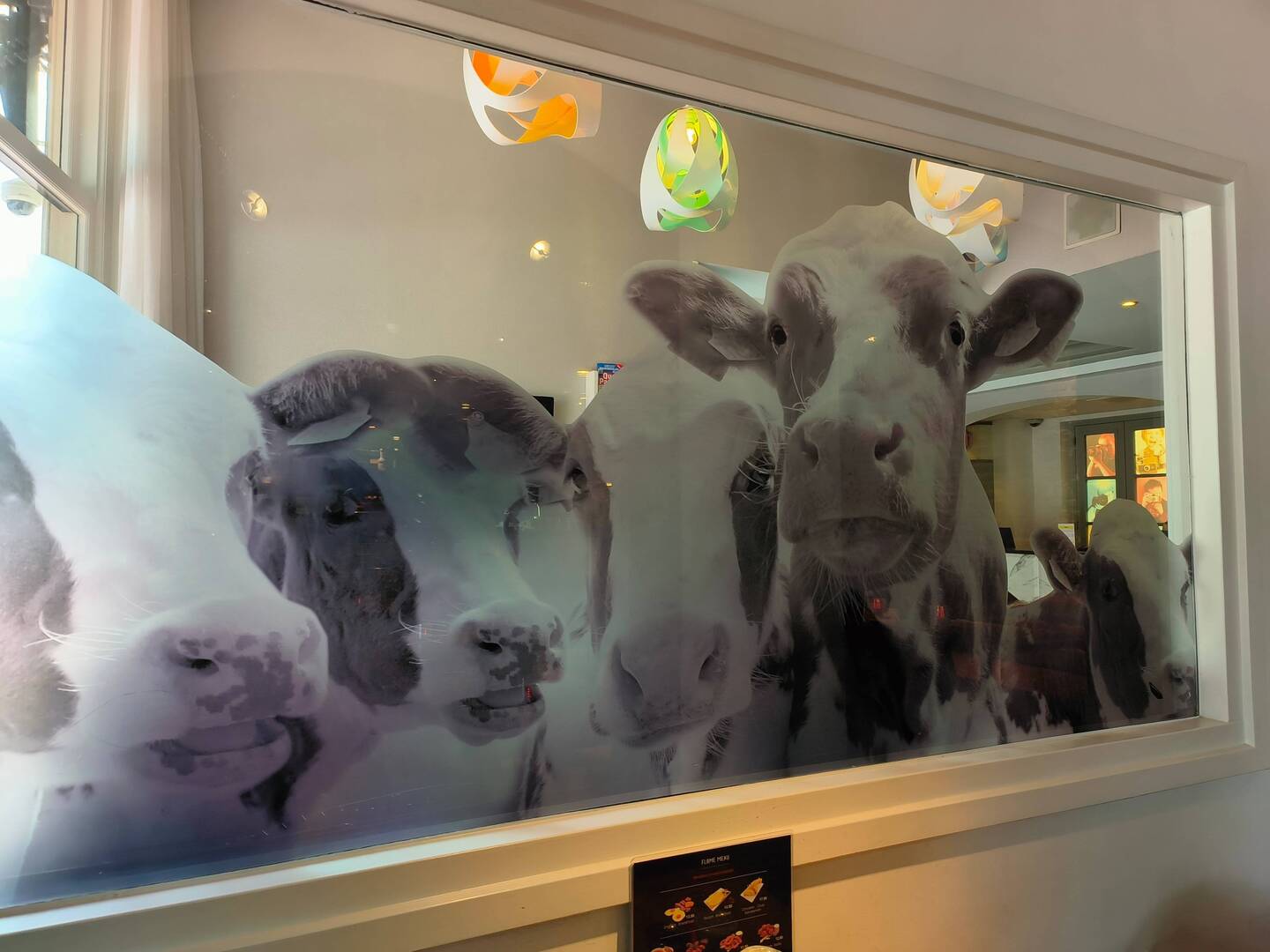 Cows looking at me at lunch time. It was a steak place next door