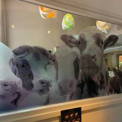 Cows looking at me at lunch time. It was a steak place next door
