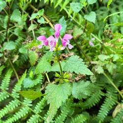 Pink sticky monkey flowers!!!